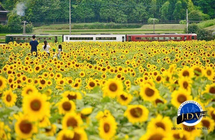 japan_daytime_viewさんのインスタグラム写真 - (japan_daytime_viewInstagram)「⁑ ✨👑 J D V Photo Of The Day 👑✨ ⁑ ✨🎊 C O N G R A T U L A T I O N S 🎊✨ 素敵な作品をシェアして頂き有難う御座います🙏🏻 ⁑ Photographer :  @tmrkyn93113  Location :  香川県 Photo Selected : @happydays796 フィーチャー条件 ① 撮影地（都道府県名）が判別出来る情報の記載 。 ② @Japan_Daytime_View をフォロー。 ③ ハッシュタグに #Japan_Daytime_View を付加。 ⁑ Admin : @masa.105 Mod : @happydays796 Mod : @estrella1868 Mod : @396_zima Mod : @kimako_ Mod : @mikanino_2016 ⁑ 🎌Japan Viewグループ🎌  @japan_daytime_view (日の出〜日没迄の写真) @japan_night_view (日没から日の出迄の写真) ----------------------------------------- #Japan#日本#ひまわり#夏休み#電車」7月17日 18時26分 - japan_daytime_view