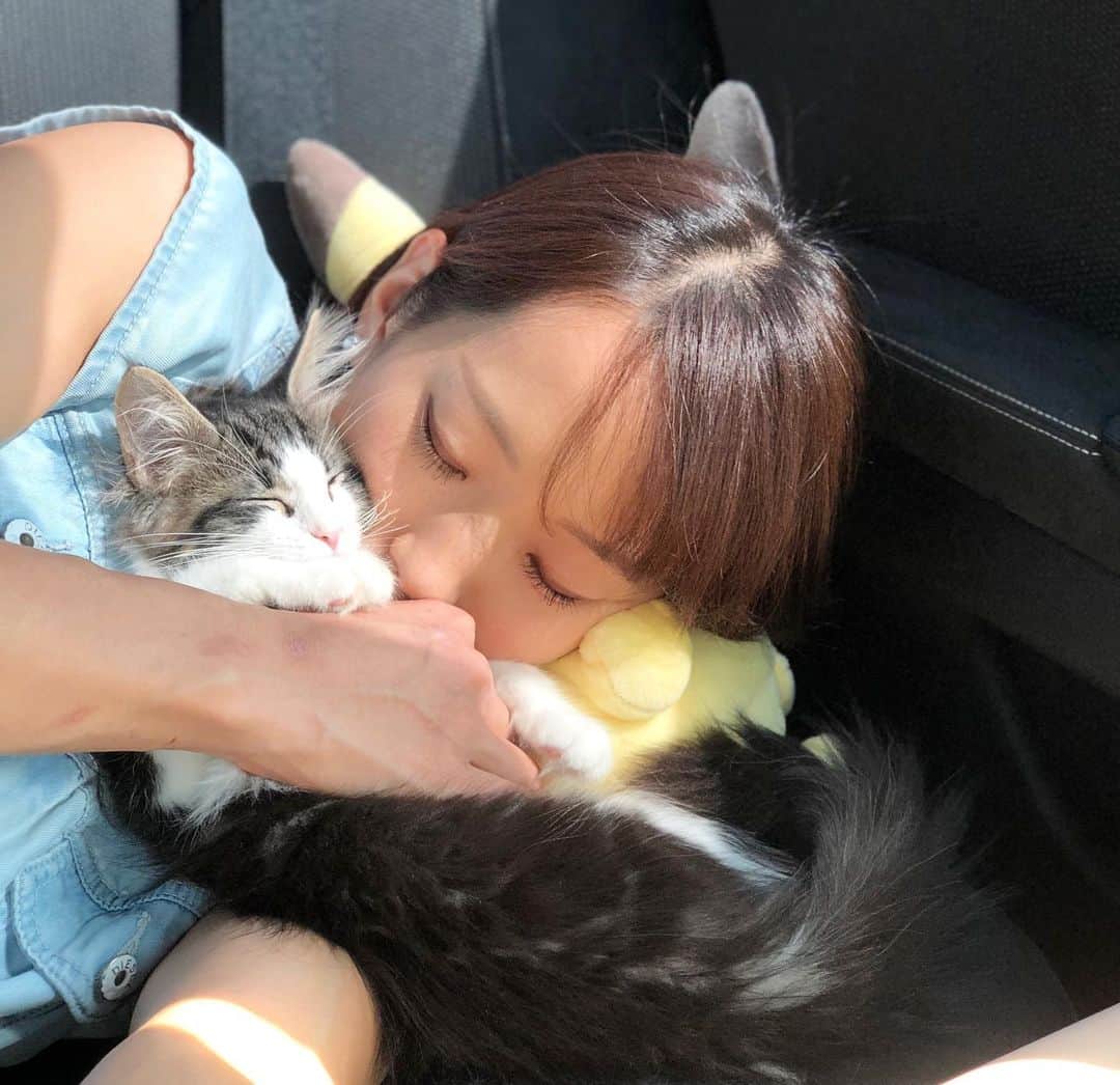 野口啓代のインスタグラム：「1年記念日..♡ Today, 1 year has passed since these pretty childrens came.🏠🐈🐈💨* * * #サイベリアン #saiberian #cat」