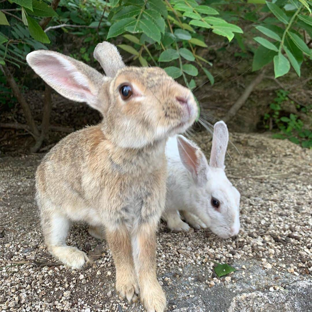 小島瑠璃子さんのインスタグラム写真 - (小島瑠璃子Instagram)「🐇 うさぎ好き憧れの島 大久野島💕 かわいすぎる。。 3枚目の人間は私です。 癒されたー🐰」7月17日 18時28分 - ruriko_kojima