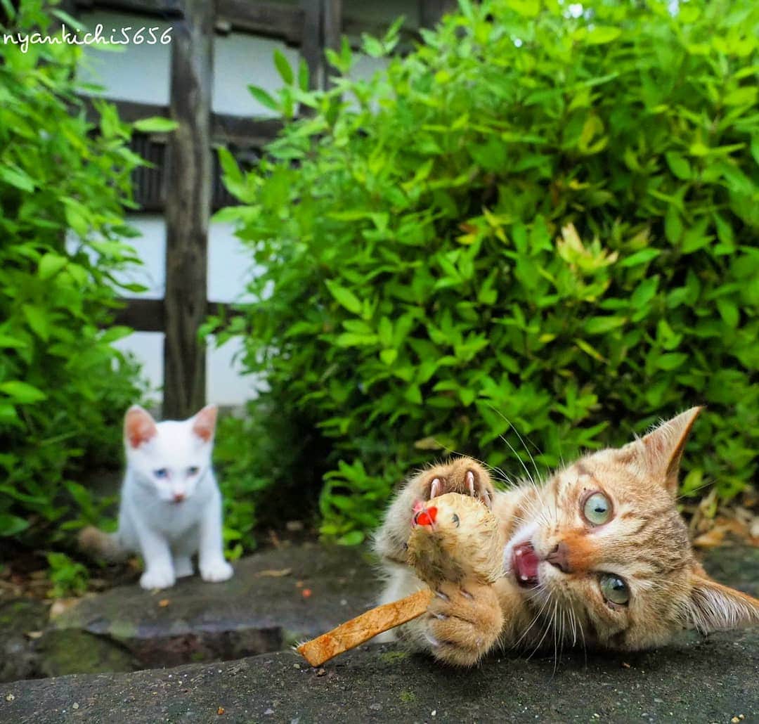 路地裏のにゃん吉さんのインスタグラム写真 - (路地裏のにゃん吉Instagram)「初狩りにゃ！  #生き抜け野良猫 #แมว #igersjp#ねこ#猫#ig_japan#ねこ部#ふわもこ部#kittens_of_world #にゃんすたぐらむ#みんねこ #cats#ファインダー越しの私の世界 #catsofinstagram#catstocker#gatto#catloversclub#ペコねこ部#ピクネコ #東京カメラ部#icu_japan#team_jp_西 #고양이#nekoclub #catstagram#japan_photo_now #bestcatclub #katze #balousfriends#ファインダーは私のキャンパス」7月17日 18時35分 - nyankichi5656