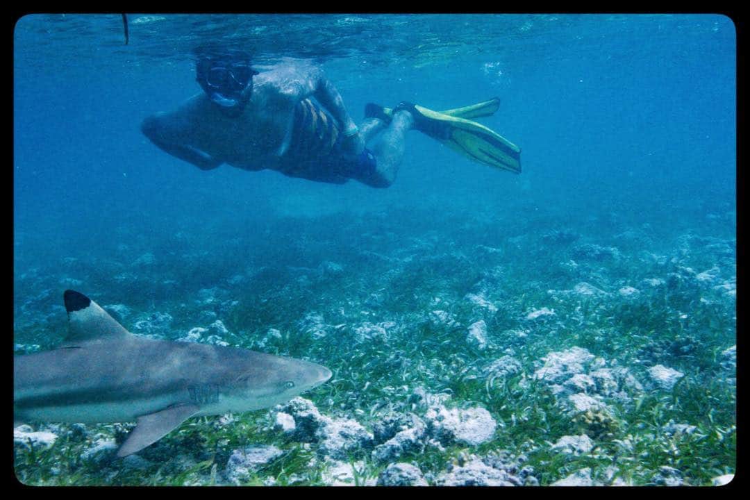 ジェフリー・ライトさんのインスタグラム写真 - (ジェフリー・ライトInstagram)「Swimmin’ with a blacktip shark...both of us.😏 (pc: @johnpjohnson)」7月17日 19時19分 - jfreewright