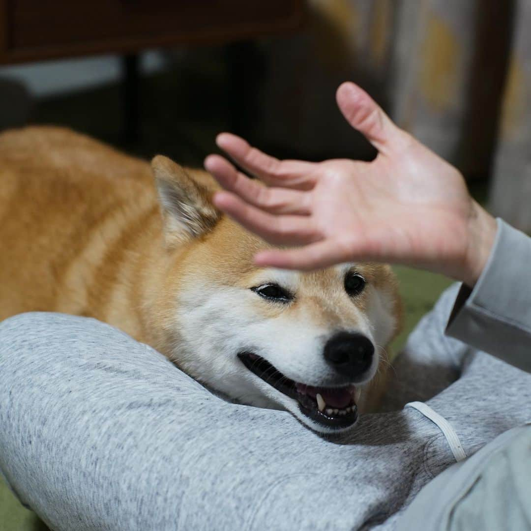 まる（まるたろう）さんのインスタグラム写真 - (まる（まるたろう）Instagram)「How about grabbing some dessert after dinner？ ✨🐶🥴✨ママ〜 食後のデザートってあるのかな〜 #みんなのお家ではあるって言ってた #よそはよそうちはうち  #そりゃわかってますけども #いいじゃないのぉ #ママの手チンパンジーに似てるね」7月17日 19時26分 - marutaro