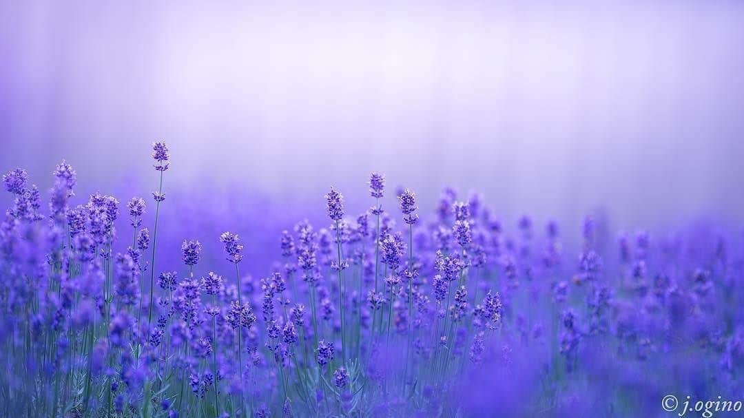 花の写真館のインスタグラム：「Photo by @junichi.0712.⠀ https://www.instagram.com/junjun.o712/⠀ .⠀ Original Post[投稿頂いたURL]⠀ https://www.instagram.com/p/BYTG8nvgyYR/⠀ .⠀ 本アカウントは、 #私の花の写真 をつけてInstagramに投稿された皆さまの花の写真や、「花の写真館」Facebookページで投稿された花の写真を紹介します。⠀ 「花の写真館」Facebookページは、「 @floral.photograph 」のプロフィールにあるURLからご覧ください。⠀ .⠀ #花の写真館 #floralphotograph #floralphoto #flower #flowers #富士フイルム #FUJIFILM⠀ Follow: @floral.photograph」