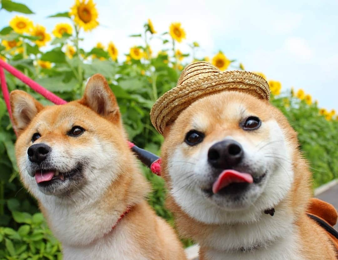 柴犬たま Shibainu Tamaのインスタグラム