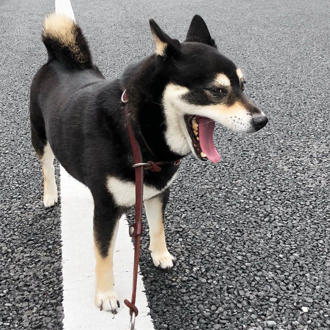 vo_coのインスタグラム：「☁️ 「もう梅雨飽きたーーーー！」 * #shibastagram #instashiba #shiba #shibainu #黒柴 #柴犬」