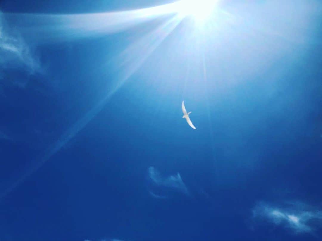 磯村洋祐のインスタグラム：「ハイサイ！ カモメが上を通ったから パシャり！  なんか良いぽっいの撮れた！  #沖縄#カモメ#ぽい#写真」