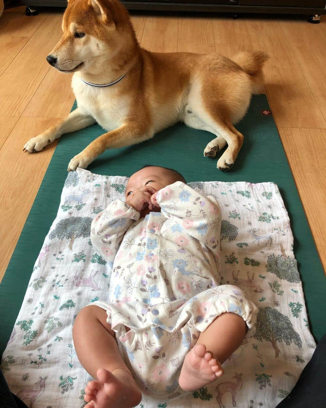 舞名里音さんのインスタグラム写真 - (舞名里音Instagram)「おはようございます ヨガマットに集合です☝️ 今日も素敵な一日を✨✨✨ #goodmorning #haveaniceday  #じゃじゃまるとメイ #じゃじゃまる #少し元気になってきた #ほっ  #ヨガマット #集合 #柴犬 #いぬのいる暮らし #赤ちゃんのいる暮らし  #えいえいおー #産後ヨガ」7月17日 11時38分 - maina_rion