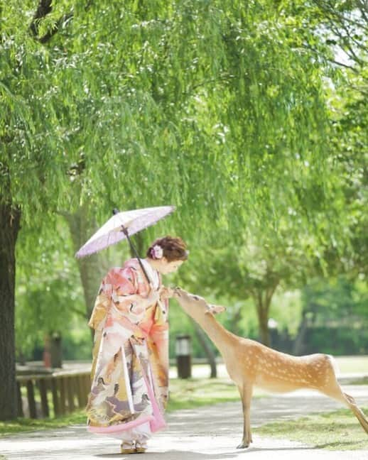 Decollte Wedding Photographyさんのインスタグラム写真 - (Decollte Wedding PhotographyInstagram)「[Nara Park奈良公園•Nara 奈良] · Photo by Y. Misawa @y.misawa_wedding ・ @studiotvb_nara ・ @decollte_weddingstyle・  @decollte_weddingphoto ・ ・ #overseasprewedding #japan #nara #deer #weddingphotography #romantic #prewedding #kimono #weddingdress #love #日本 #奈良 #鹿仔 #小清新 #婚紗攝影 #海外婚紗 #花嫁 #婚紗 #色打掛 #唯美 #日式 #웨딩 #웨딩사진」7月17日 12時13分 - d_weddingphoto_jp