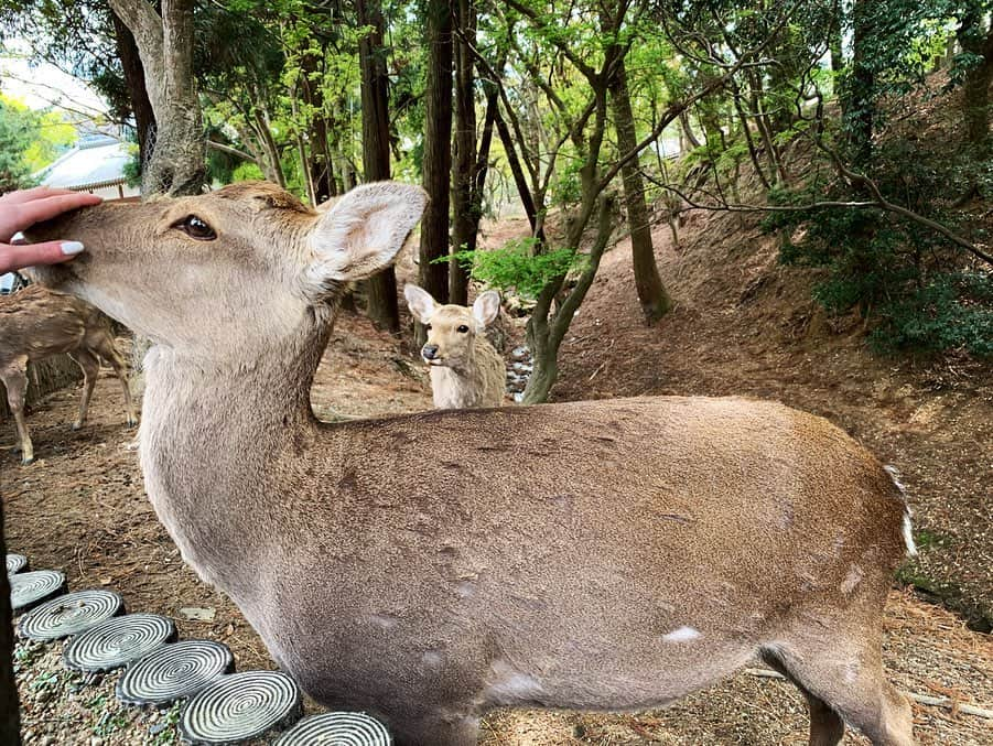 ALINA AKULAさんのインスタグラム写真 - (ALINA AKULAInstagram)「Трогательный нос 👃🏼🦌🥰 . . #доброеутро☀️ #олень #deer #нарита #japanholiday #愛 #ファッション #今日一番いい写真  #芸術 #きれい #旅 #幸せ #自然 #instagramjapan #instajapan #photo_jpn #japan_of_insta #japan #japanawaits #alina__akula #cuteanimals #petsoftheday #naturelovers #nose #goodmorning」7月17日 12時29分 - radharanievna