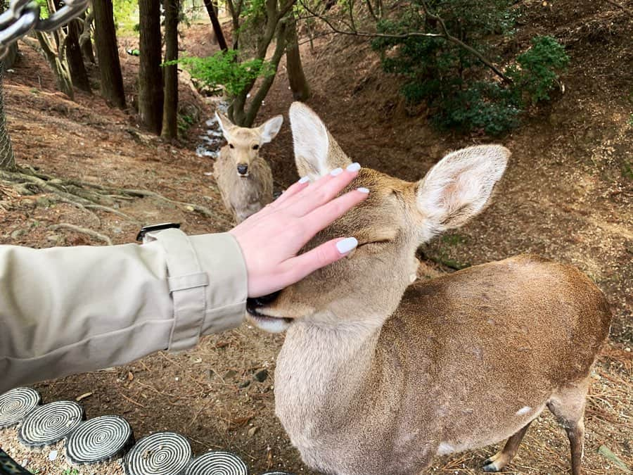 ALINA AKULAさんのインスタグラム写真 - (ALINA AKULAInstagram)「Трогательный нос 👃🏼🦌🥰 . . #доброеутро☀️ #олень #deer #нарита #japanholiday #愛 #ファッション #今日一番いい写真  #芸術 #きれい #旅 #幸せ #自然 #instagramjapan #instajapan #photo_jpn #japan_of_insta #japan #japanawaits #alina__akula #cuteanimals #petsoftheday #naturelovers #nose #goodmorning」7月17日 12時29分 - radharanievna