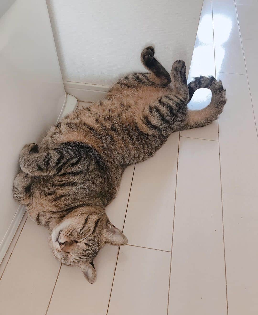 羽島めいさんのインスタグラム写真 - (羽島めいInstagram)「最近冷蔵庫の下が好きらしい。  #猫 #ねこ #ねこのいる生活 #キジトラ #りゅう君 #cat」7月17日 12時37分 - mei__kmyd