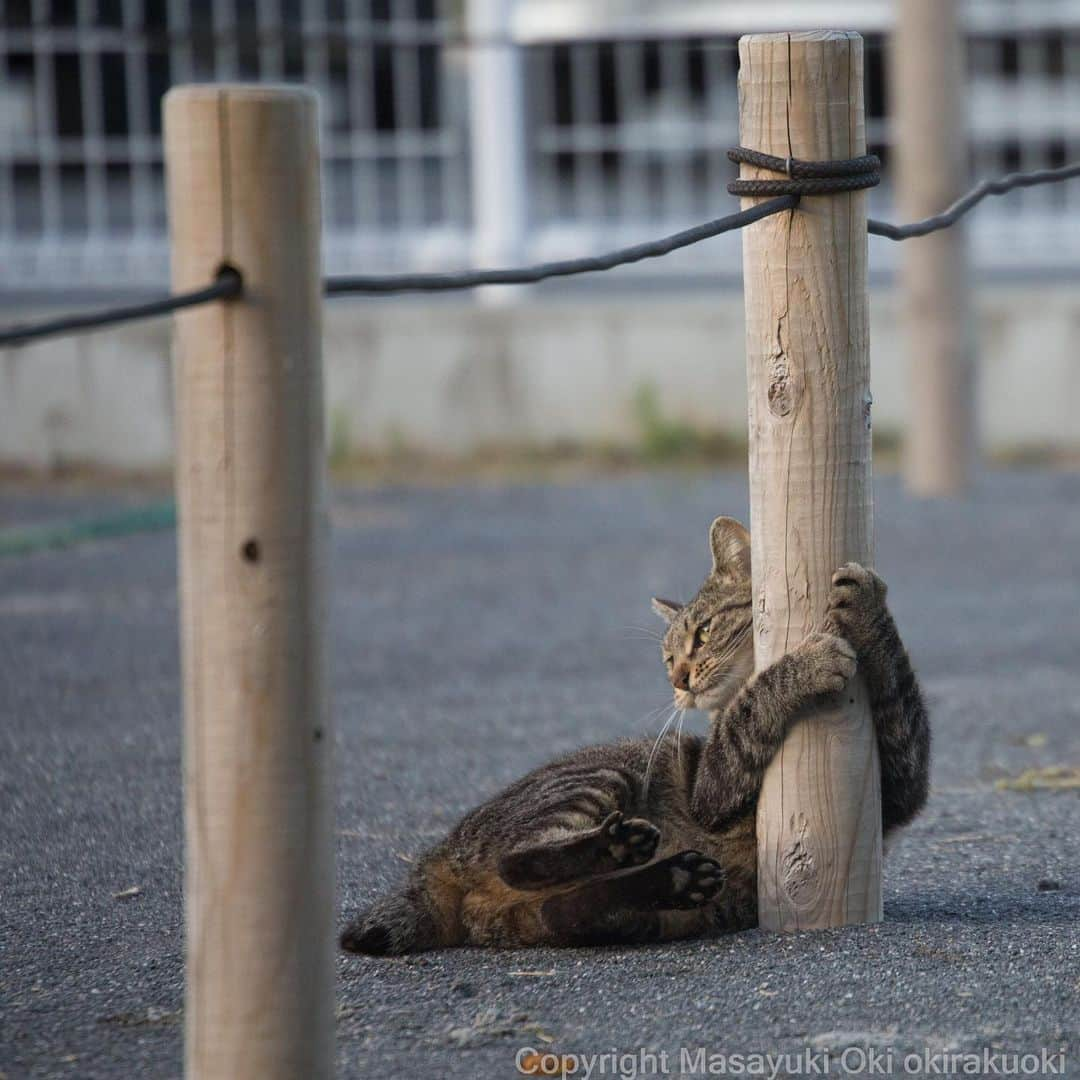 Masayukiさんのインスタグラム写真 - (MasayukiInstagram)「あまえたい時もある。  #cat #ねこ」7月17日 12時47分 - okirakuoki