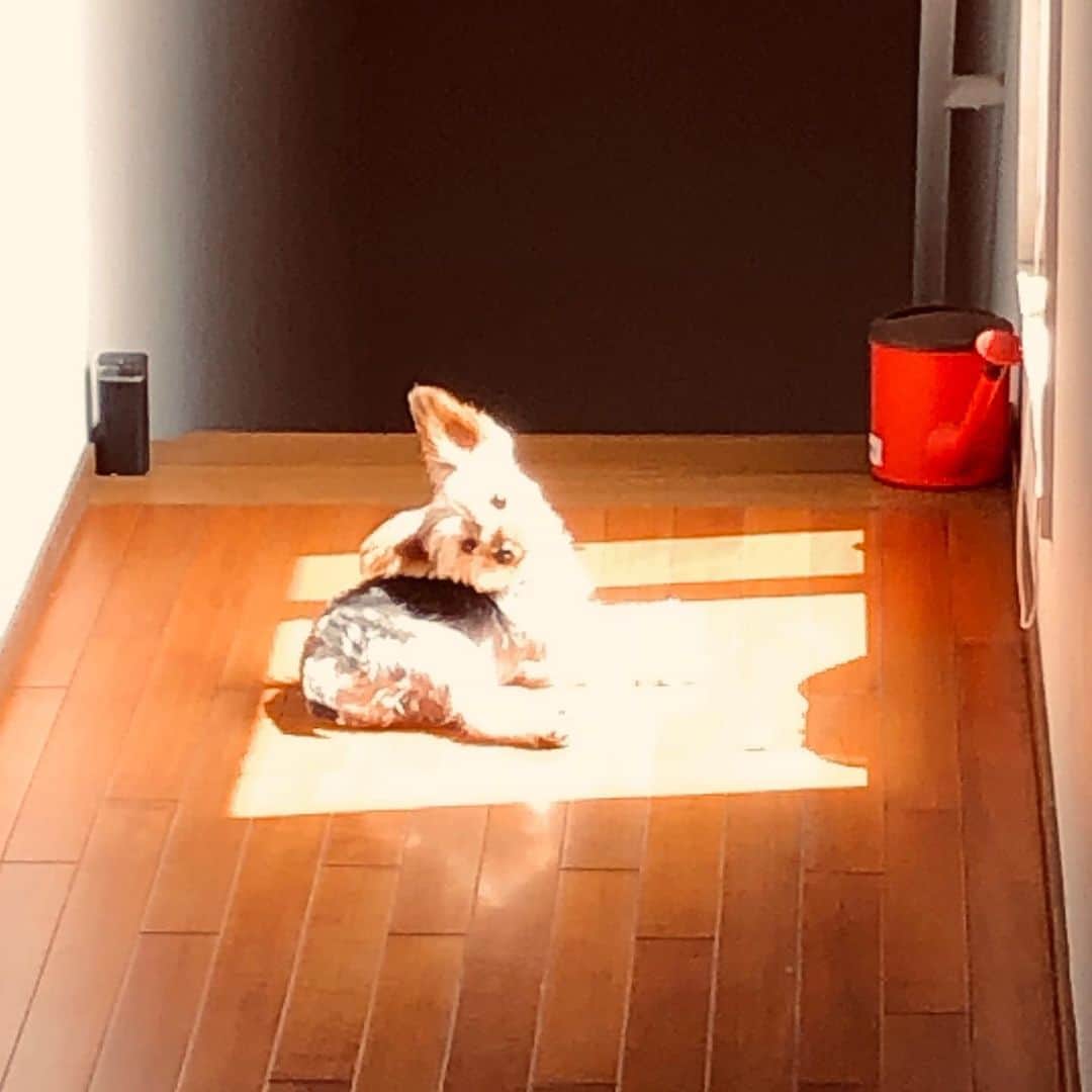 佐藤尚之のインスタグラム：「ひっさしぶりの日光を満喫する愛犬ハテ。  #ハテ  #保護犬  #斜頸でハテナってしてるからハテ」