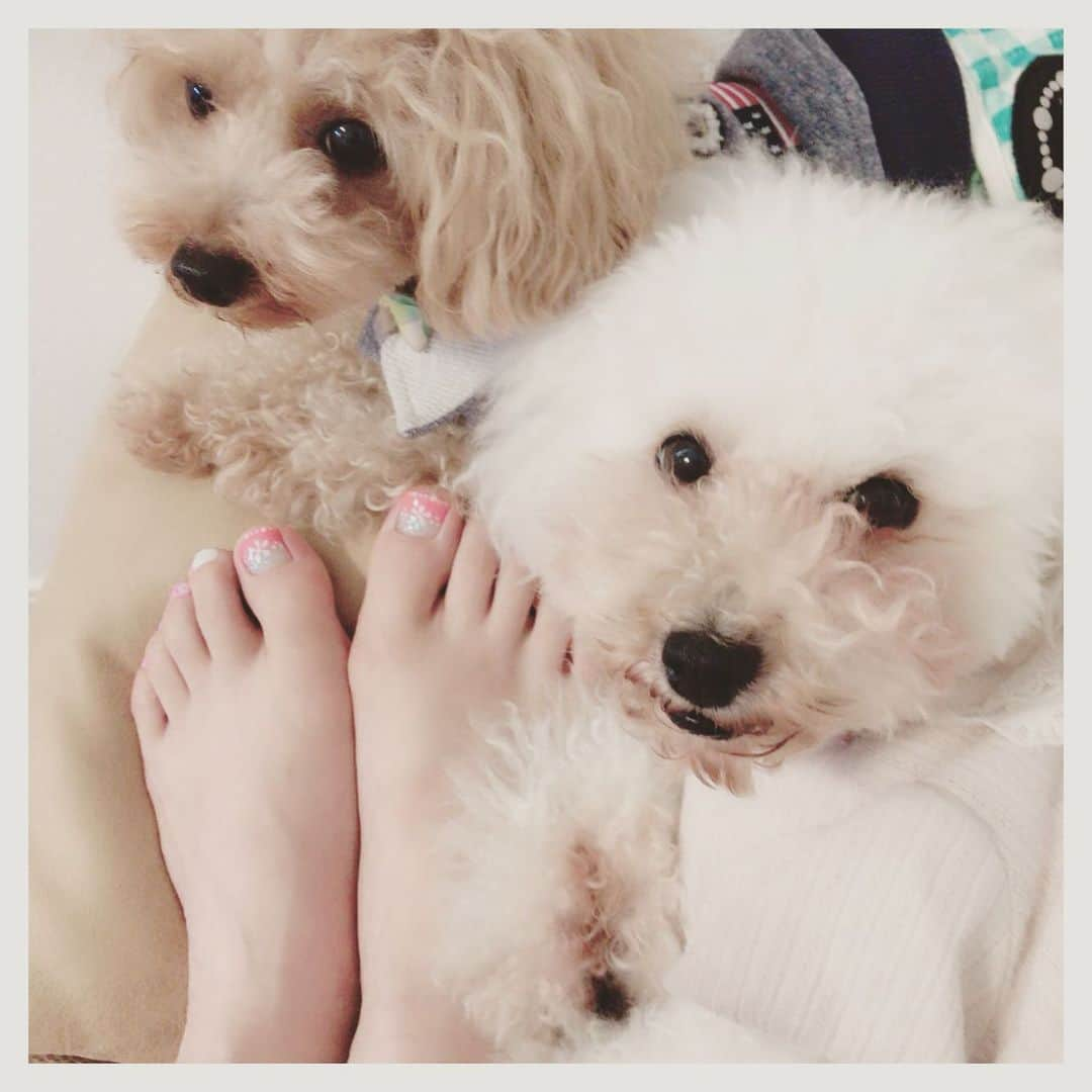 真坂美帆さんのインスタグラム写真 - (真坂美帆Instagram)「★nails★ 夏用にフットネイルしました♡ 足を出していると、わんこたちが寄り添ってくれる。 ・ あったかいなぁ…♡ ・ #nails #dog #dogs #toypoodle #foot #footnail #beauty #pink #flower #夏ネイル #フットネイル #花 #ピンク #犬 #わんちゃん #ふわもこ #トイプードル」7月17日 14時34分 - miho.sakurazaka_mii