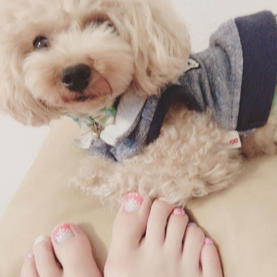 真坂美帆さんのインスタグラム写真 - (真坂美帆Instagram)「★nails★ 夏用にフットネイルしました♡ 足を出していると、わんこたちが寄り添ってくれる。 ・ あったかいなぁ…♡ ・ #nails #dog #dogs #toypoodle #foot #footnail #beauty #pink #flower #夏ネイル #フットネイル #花 #ピンク #犬 #わんちゃん #ふわもこ #トイプードル」7月17日 14時34分 - miho.sakurazaka_mii
