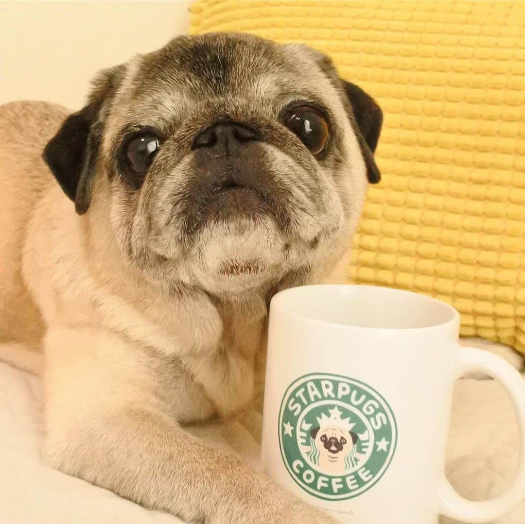 八兵衛のインスタグラム：「STARPUGS⭐️🐶⭐️ * * Gメンちゃんの STARPUGS マグが 届いたよ〜😆 ありがとう❣️ * * なんと左利きの かーちゃんが嬉しい 両面プリントだよ🙌💖 * * フォーンも黒パグちゃんも 可愛い〜🥰 * * ③スタバといえば 5年前に ムムポンがGメンちゃんの ハンコをプレゼント してくれたんだよね☺️❤️ ありがとう〜💕 * * べえさん若い頃 よく歩いてカフェ行って そのあとスタバに ハシゴしてたんだよね😂 * * #ほぼ黒パグ #おじいちゃん犬 #パグ #starbuckscoffee #starpugscoffee  #スタバ #スタパ #pug #puggy #puglife #puglove #petstagram #pugstagram #pugsofinstagram #pugs #dog #ふわもこ部  @igersjp #IGersJP #east_dog_japan #pecoイヌ部 #八兵衛 #はちべえ #朝ワンコ夕ニャンコ」