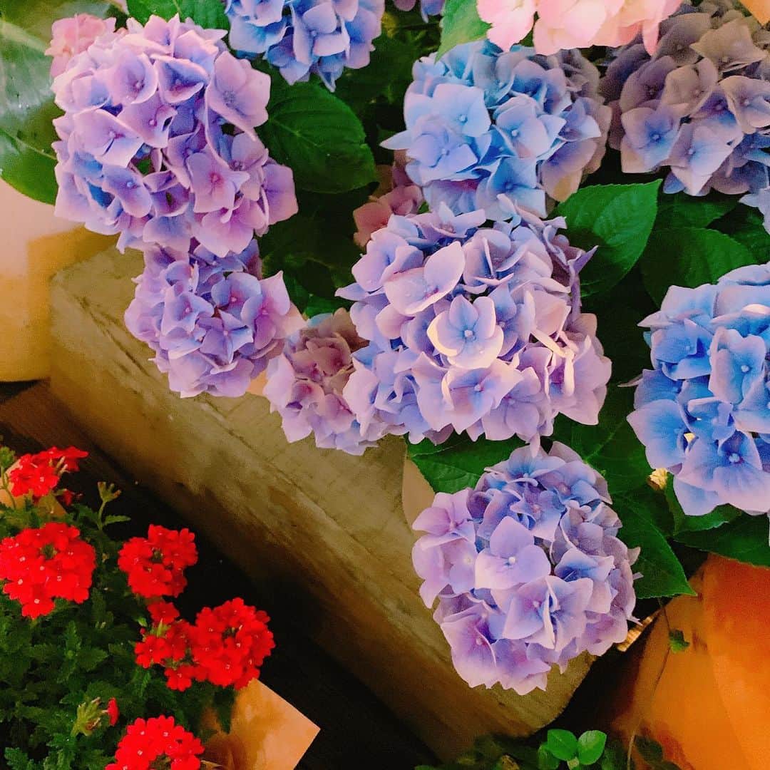 コ・ジュニさんのインスタグラム写真 - (コ・ジュニInstagram)「봄 . 꽃. 여름 🌷🌸🌼🌺」7月17日 15時00分 - gojoonhee