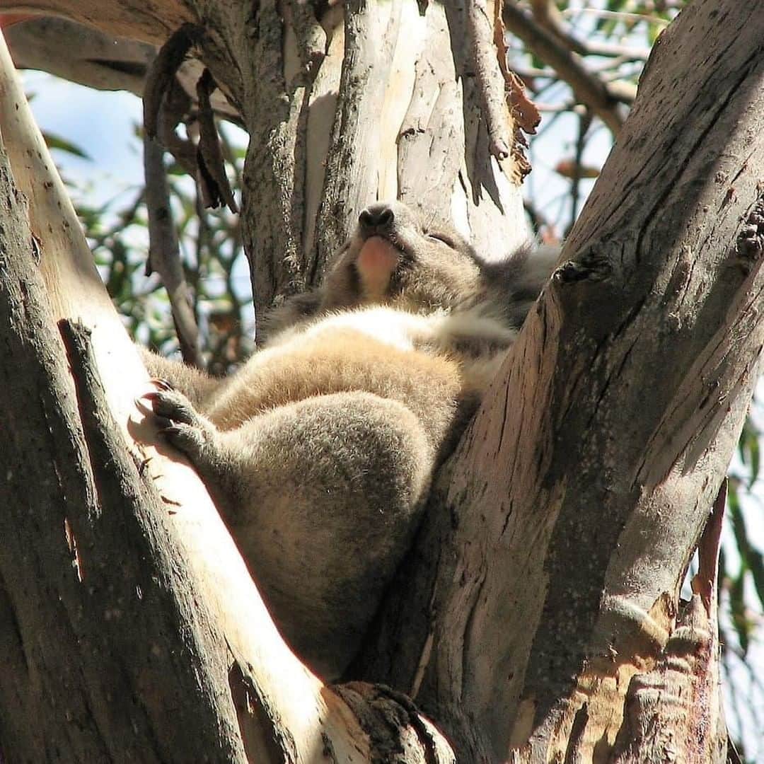 Australiaさんのインスタグラム写真 - (AustraliaInstagram)「Nothing beats a perfectly snug spot for a nap. 😴 @downunder.ok spotted this sleepy little guy at @phillipislandnp’s #Koala Conservation Centre on @phillipisland. A 90-minute drive from @visitmelbourne, you can wander the extensive trails through the bushland and the tree-top boardwalks in the koala reserve and see koalas up-close in their natural habitat. Don’t just look up though, you might also see wallabies and echidnas lurking in the bushes along the way. 👀  #seeaustralia #visitvictoria #phillipisland #travel #wildlifephotography」7月17日 15時00分 - australia