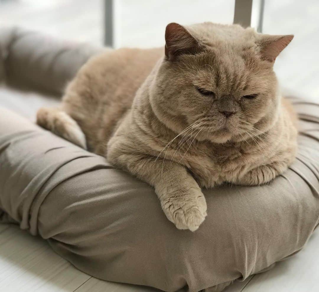 濱中鮎子のインスタグラム：「子守風ですが、全くお嬢の方向いてませんでした。笑  #cat #ネコ #小心者の親分 #チャイ坊 #チャイ #chai #britishshorthair #ブリティッシュショートヘア #クラッシュフェイス #ぶチャイく #愛の交歓」