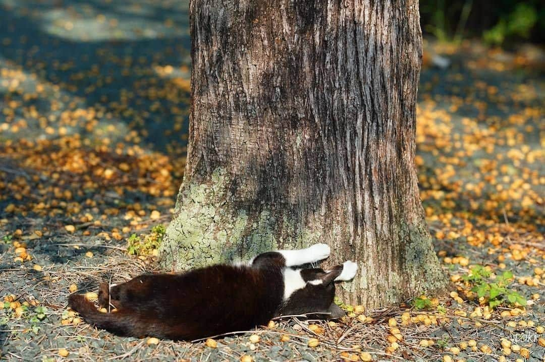 NEKOくらぶさんのインスタグラム写真 - (NEKOくらぶInstagram)「|| つめと木゛。⠀ @toki.nyan78 さんの作品ですにゃ（＝ΦωΦ＝）⠀ *⠀ いいね！＆コメント大歓迎！！⠀ *⠀ #nekoclub #NEKOくらぶ #Japan #Photo #写真 #日本 #cat #ネコ #ねこ #猫 ⠀ Follow: @nekoclub_jpn⠀ *⠀ ▼【廣済堂出版共同企画】NEKOくらぶの皆さまとつくる「NEKOくらぶ写真集」、発売中♪（＝ΦωΦ＝）⠀ ※詳細は本アカウント「 @nekoclub_jpn 」のプロフィールに固定しているハイライトから」7月17日 16時00分 - nekoclub_jpn