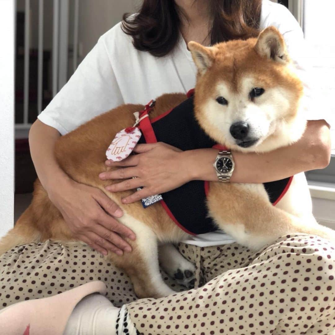 柴犬 たろさんのインスタグラム写真 - (柴犬 たろInstagram)「*. @yankun_yankun 🌈🌈🐕💕 去年の8月、ヤン君を抱っこしたら🐻 フワフワで、可愛いくて❤  私の心は、タロから離れたもんね🐖💕 ヤン君、いっぱい可愛いをありがとう❤  お空組、番長、🐕💪🐒🦆❤ いつまでも、ついていくだよ🐶🐻💕ワンワン ✩ ✩ #ヤン君 #shibainu #柴犬」7月17日 16時54分 - tarochantarochan