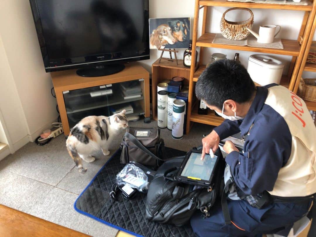 Natsukiのインスタグラム：「JCOMの人がモデム交換に来たんだけど、しらすがまとわりついて困っているwww  しらすがシャーシャー人に言うのは、やっぱりうちの病院に連れてった時だけだなぁ。  ちなみにホタテはダッシュで逃げ、クラムはお昼寝から出てこなかった笑  #cat  #scottishfold  #猫のいる暮らし」