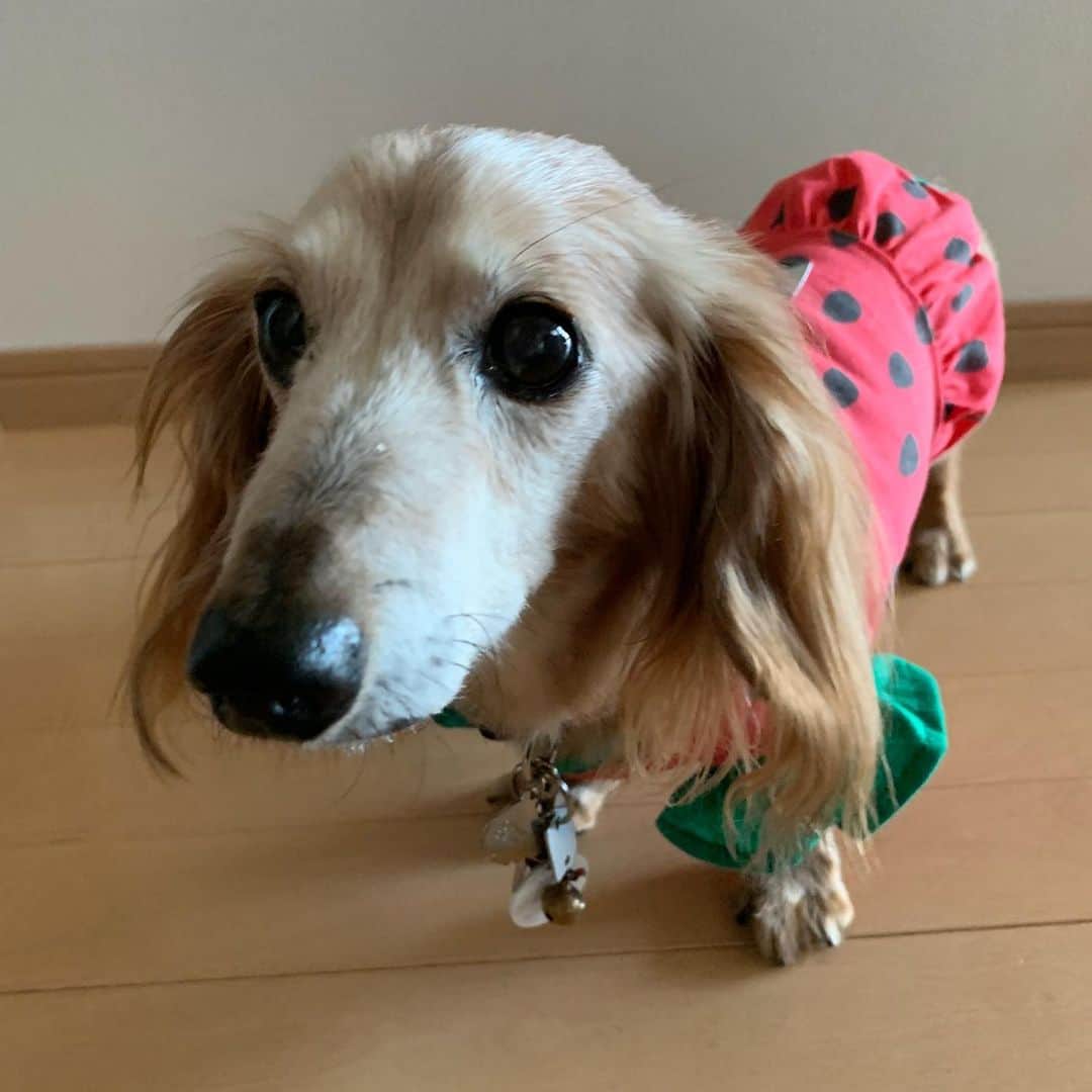 のインスタグラム：「昨日に続き女の子服🎵 ちー子スイカちゃん服🍉 フリフリだけど似合う~😁 ＊ Mサイズ ＊ #犬#ダックス#ダックスフンド#ミニチュアダックス#dachs#いぬぐみ📛#pecoいぬ部#シニア犬 #よく寝るシニア犬#わんぱく部#サンデイ#todayswanko #east_dog_japan #ボンボンハイスクール#ダイソー」