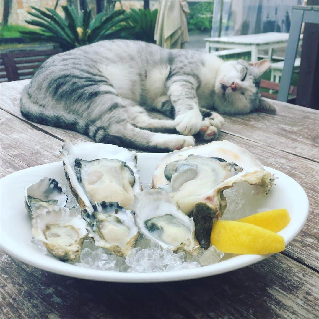 田中順平のインスタグラム：「生牡蠣とネコ🐈 . . . . . 可愛いかった😍 . . . #ネコ #猫 #昼寝ねこ #カキ #生牡蠣 #oyster #宮崎カフェ」