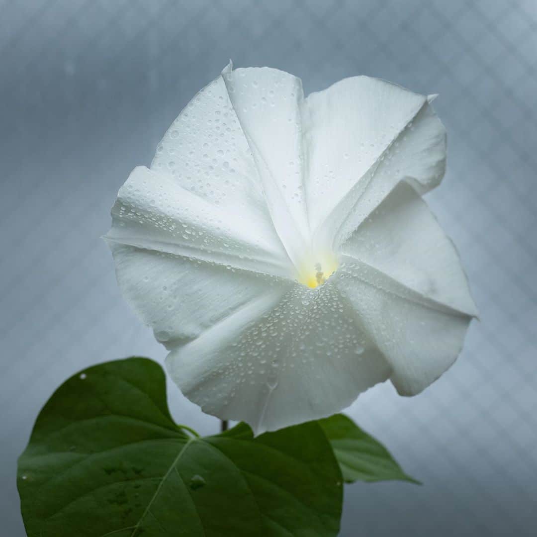 時任三郎さんのインスタグラム写真 - (時任三郎Instagram)「ドラマ「監察医朝顔」のクランクイン記念に植えた朝顔が咲いた。 青と白が混じった色の種を植えたはずが、純白の花が咲いた。 監察医の白衣のようにも見えるという、ちょっとした奇跡。 ドラマの中でも、ちょっとした奇跡が起きるかも。 #監察医朝顔 #純白 #白衣 #アサガオ #月9」7月17日 18時10分 - tokitosaburo