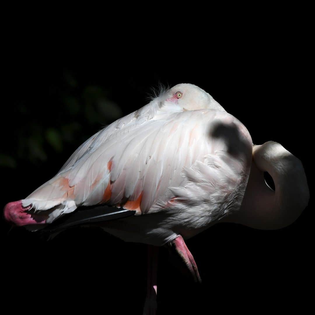 AFP通信さんのインスタグラム写真 - (AFP通信Instagram)「AFP Photo 📷 Christof Stache - A flamingo rest in its enclosure in the Hellabrunn zoo in Munich, southern Germany, on July, 2019. #flamingo #zoo #zoolife」7月17日 18時20分 - afpphoto