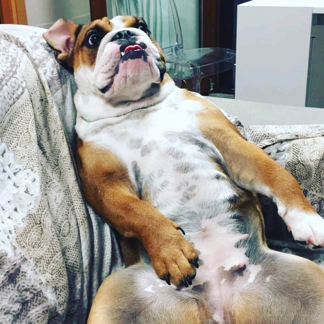 Bodhi & Butters & Bubbahさんのインスタグラム写真 - (Bodhi & Butters & BubbahInstagram)「My face when I realize it’s only Wednesday 😱 . . . . #bulldog #wild #wednesday #puppy #love #bestoftheday #funny #dog #smile #dogsofinstagram @thegr8francesco」7月18日 3時55分 - keonistuff