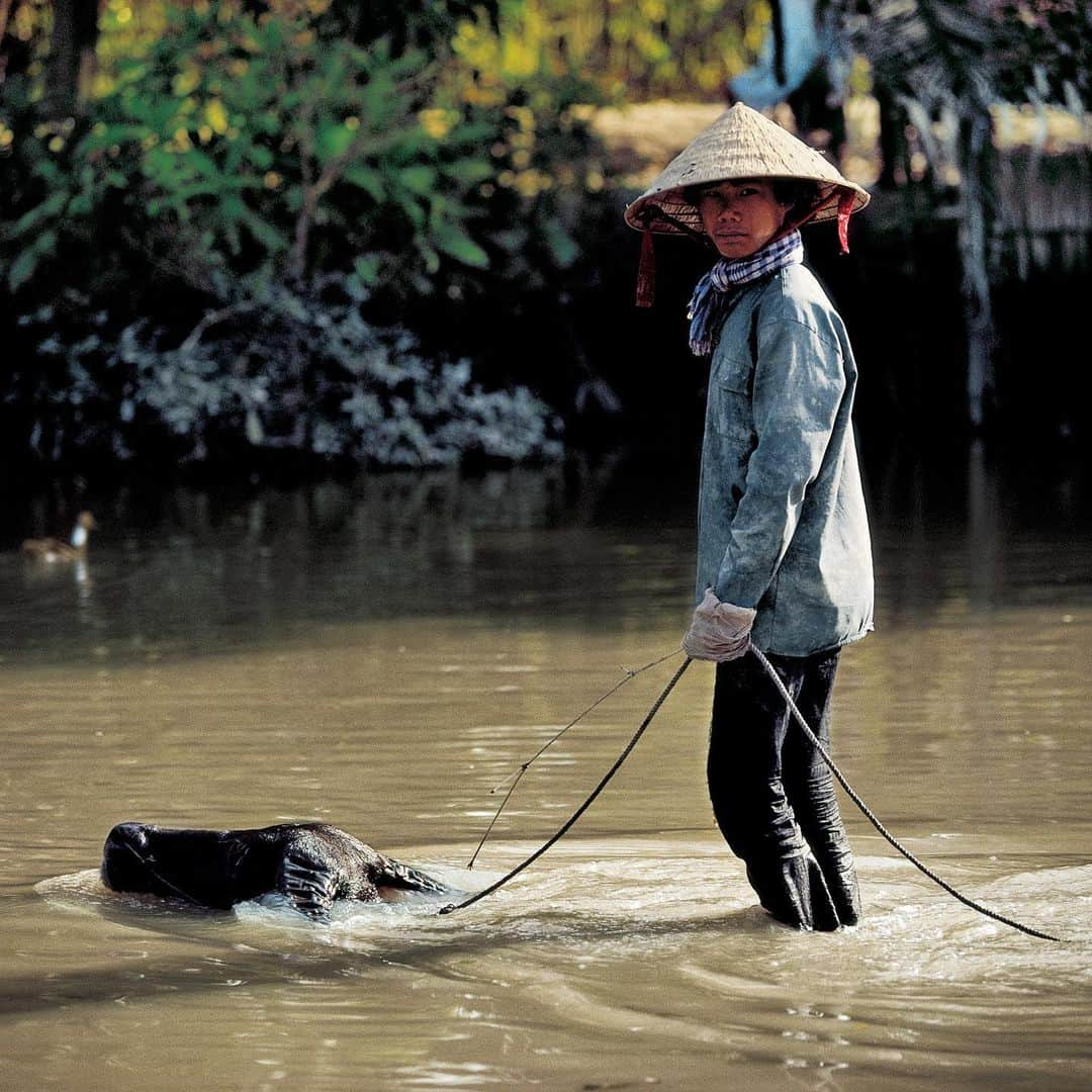 Michael Yamashitaさんのインスタグラム写真 - (Michael YamashitaInstagram)「Water buffalo surfing: A farmer balances on the back of his water buffalo as they cross the Mekong River in Vietnam.  #summerfun #Mekong #Vietnam #waterbuffalo」7月18日 4時23分 - yamashitaphoto