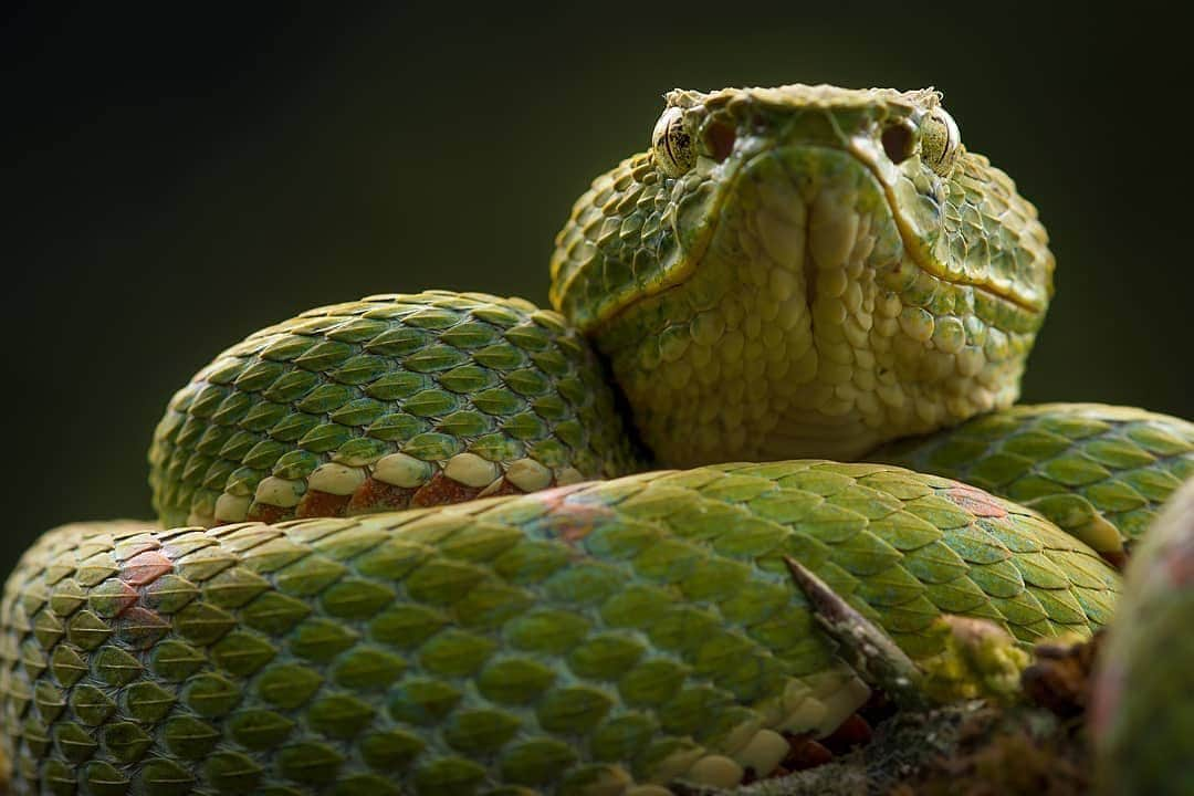 NikonUSAさんのインスタグラム写真 - (NikonUSAInstagram)「#NikonNoFilter photo from nature photographer @sebastiandido: “This is one of my favorite species of snakes, the Eyelash Viper (Bothriechis shlegelii) one of many species that can be found in the pacific coast of Colombia as well as the Cauca and Magdalena valleys. Yes, this species is venomous but it’s not deadly. People who have encounters with this species usually find them inside agricultural crops like coffee. One thing that makes this species special is how many color morphs it has (it means different color variations). You can find it in green, dark green, orange, brown, pink and even yellow. Very cool right?” 📸: #D500 and AF-S VR Micro-NIKKOR 105mm f/2.8G IF-ED lens. Have any cool photos you’d like us to see? Share them using #NikonNoFilter for a chance to be featured! #naturephotography #wildlifephotography #NIKKOR」7月18日 4時41分 - nikonusa