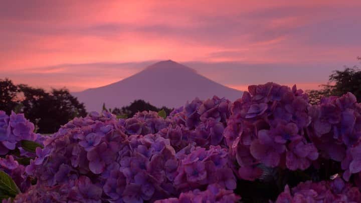 のインスタグラム：「. 🤩🤩“Shizuoka” prefecture in Japan is a place where you can see the most “phantastic” Mt. Fuji🗻 in the world.🤩 #富士山 #mtfuji #japan #shizuoka #fujinomiya  #phantastic420photography #mostphantasticmtfuji #selamatpagi  #goodmorning  #おはようございます 😇😇😇😇😇😇😇🗻😇😇 お久しぶりの良い朝でした😍枯れかけの紫陽花になんとか頑張ってもらいました🤣今日は東へ行って参ります🚅💨」