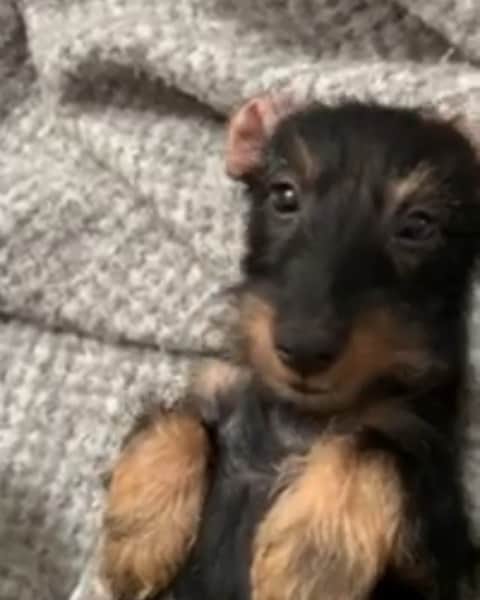 スコット・シューマンのインスタグラム：「This just happened! Our new Accountant Dog puppy Baffi being adorable ! I don’t post many puppy videos but when they’re this cute 💁🏼‍♂️ 🎥 @jennymwalton」