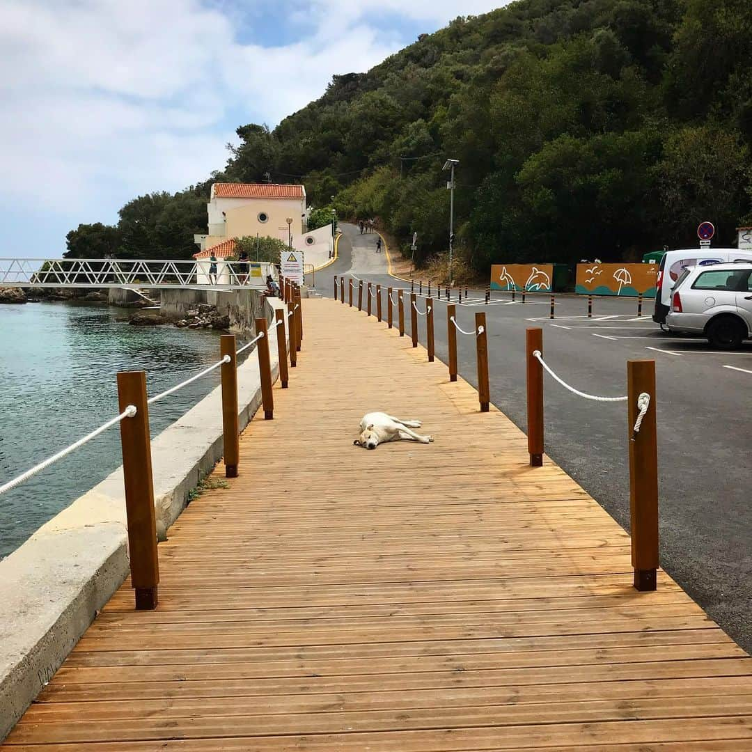 ヤマザキマリさんのインスタグラム写真 - (ヤマザキマリInstagram)「休む犬」7月17日 20時08分 - thermariyamazaki