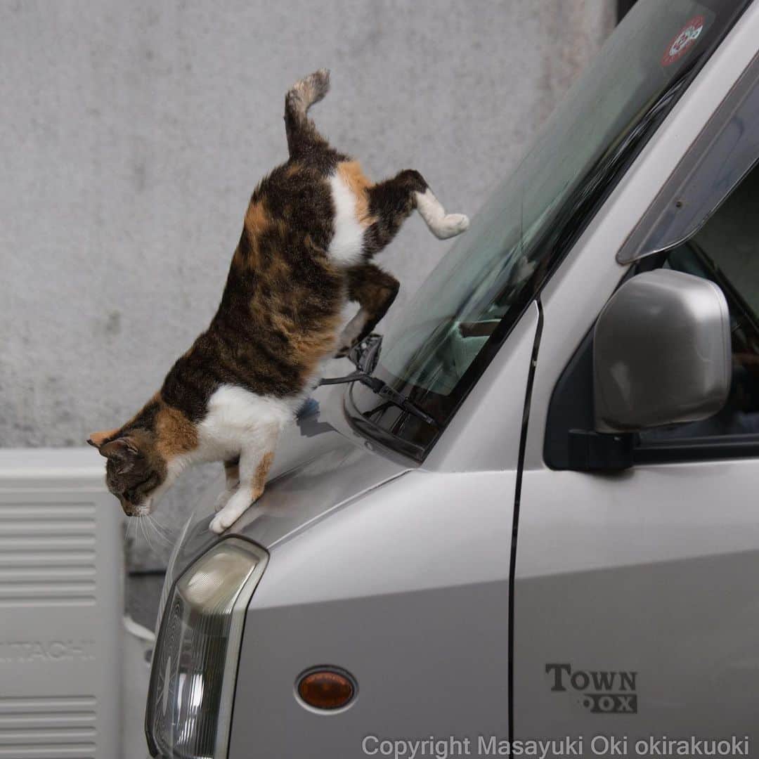 Masayukiさんのインスタグラム写真 - (MasayukiInstagram)「急ブレーキ。  #cat #ねこ」7月17日 20時08分 - okirakuoki
