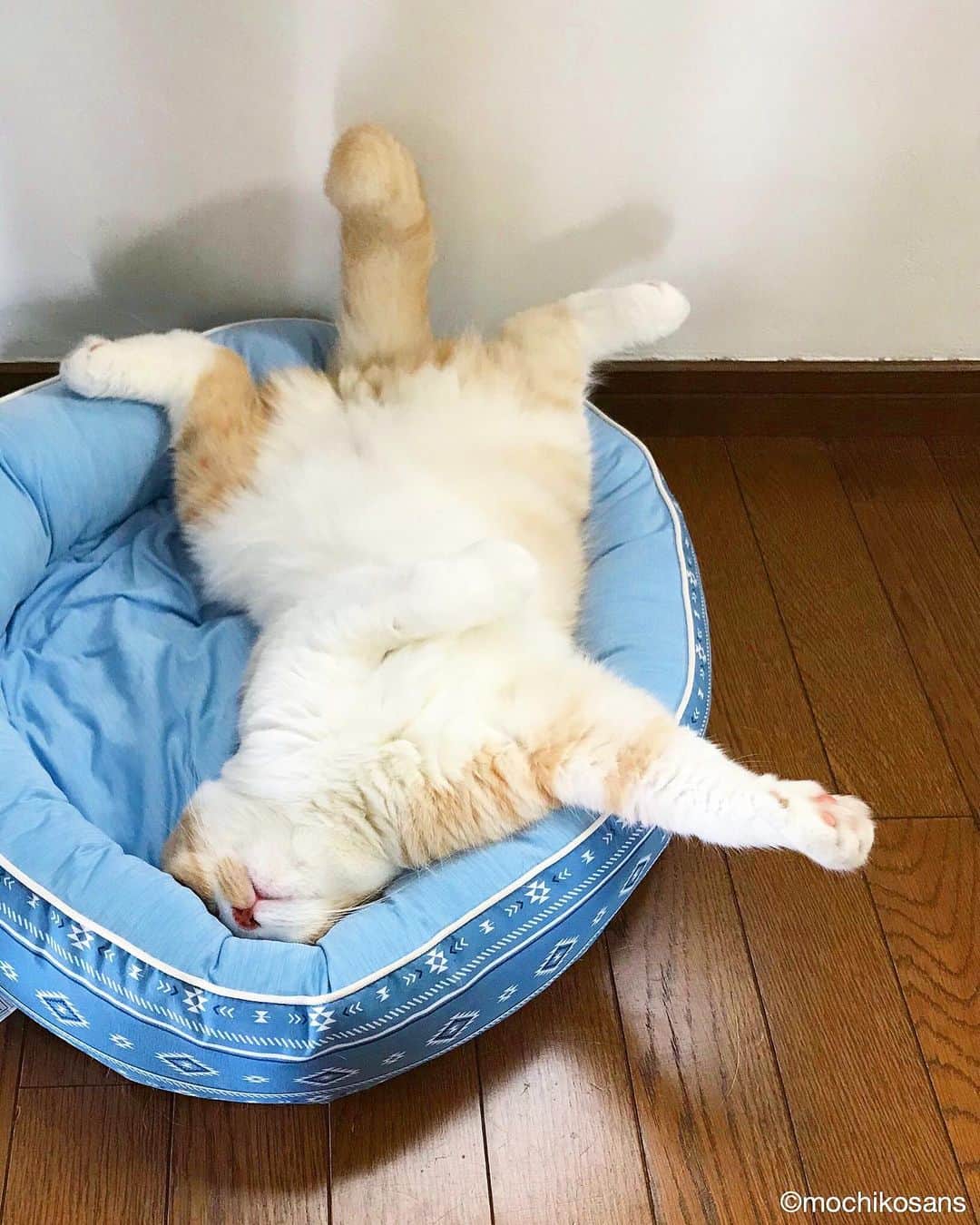 もちさん / mochiさんのインスタグラム写真 - (もちさん / mochiInstagram)「わんぱくもちさん #おひるね#ぐっすり ----------------------------- ☞ more...@mochikosans ----------------------------- 皆様いつもコメントありがとうございます^_^ #もちさん #mochi #シッポ#スコ#水曜日#ごろごろ#ヘソ天  #もふもふ#モフモフ#お昼寝#オフ#水曜#catstagram  #コロコロ#zzz#オフの日#fun#休憩#リラックス  #モフモフ#小確幸#休暇#ゴロゴロ#猫 #寝相アート#ねこバカ部#すこてぃっしゅふぉーるど#スコティッシュ #wed」7月17日 20時16分 - mochikosans