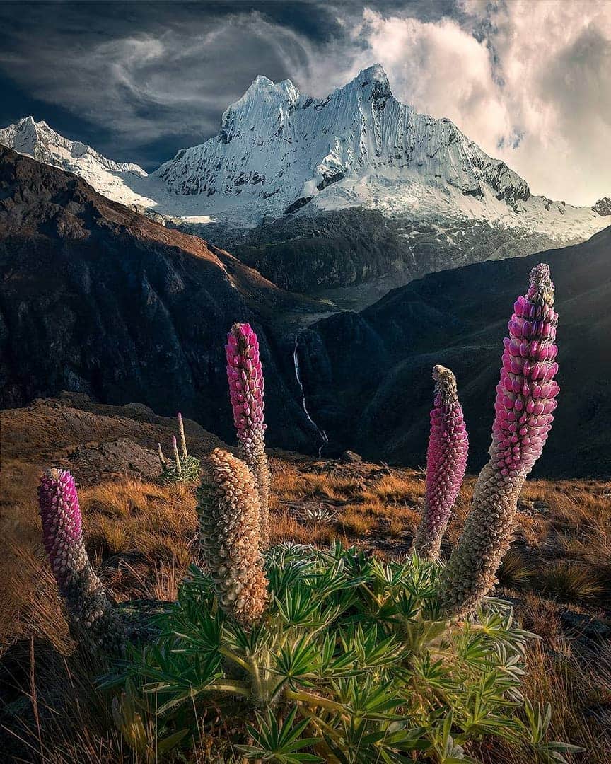 Discover Earthさんのインスタグラム写真 - (Discover EarthInstagram)「Just love the incredible contrast between the Lupine and the mountains in the background ! So beautiful ! 🏔🇵🇪 Share this with someone who will love this photo ! — 📍#DiscoverPeru — 📸 Photo by @maxrivephotography」7月17日 20時16分 - discoverearth