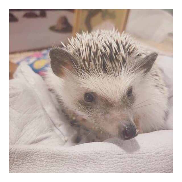 江嶋綾恵梨さんのインスタグラム写真 - (江嶋綾恵梨Instagram)「ちくちくカフェ🦔☁️﻿ ﻿ ハリネズミに会ってきたよ☺︎﻿ 眠かったみたいで、、、﻿ ずっと手のひらの上で寝ておられました。﻿ 可愛い😭🧡たまらん〜〜﻿ ﻿ ツーショット頑張って撮ったんだけど﻿ 丸まって寝てたから、これが限界()﻿ それもご愛嬌。ふふ﻿ ﻿ #ちくちくカフェ #ハリネズミカフェ #ハリネズミ #渋谷 #渋谷カフェ #chikuchikucafe #hedgehog」7月17日 20時25分 - aeringoooo