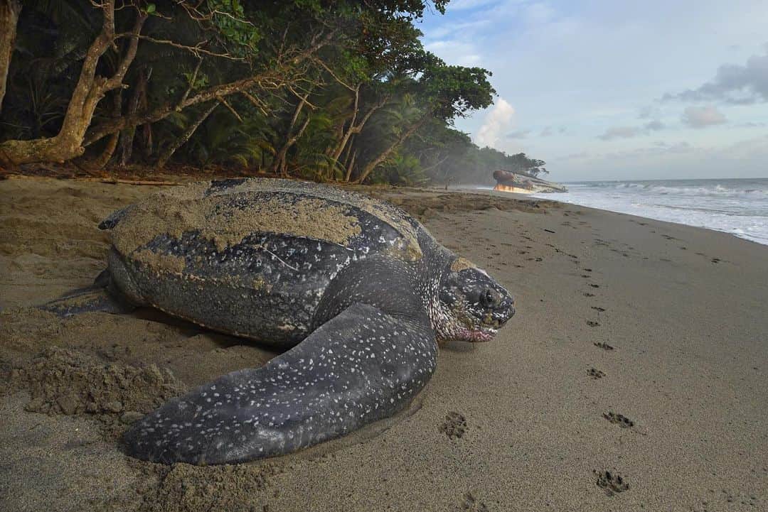 Thomas Peschakさんのインスタグラム写真 - (Thomas PeschakInstagram)「Leatherback Sea Turtle Gallery - Swipe left. Trinidad’s Grande Rivière beach is the highest density nesting beach in the world. During peak season up to 300 of these giants crawl out of the ocean along just half a mile of beach every night. I made the first two photographs (Leatherback with shipwreck and female turtle excavating nest) using only infrared light to avoid disturbing the turtles at night. Shot for @natgeo on a @oceanic.society expedition. Please visit @oceanic.society who are celebrating their 50th anniversary this year and show them some Instagram love.  #os50 #seaturtles #oceanicsociety」7月17日 20時48分 - thomaspeschak