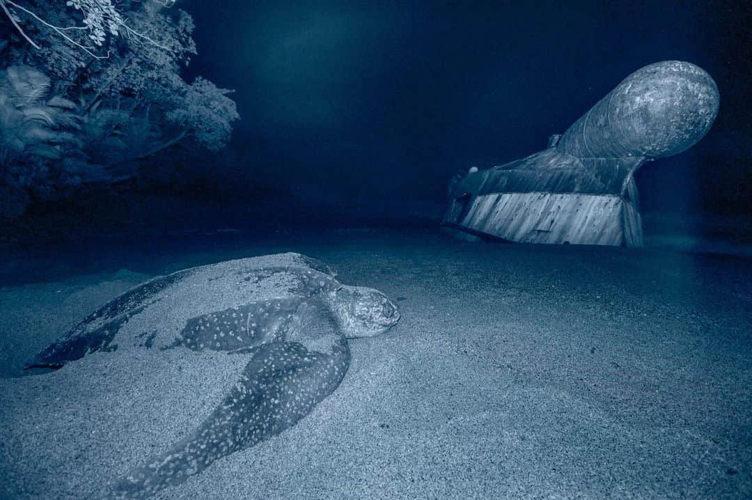 Thomas Peschakのインスタグラム：「Leatherback Sea Turtle Gallery - Swipe left. Trinidad’s Grande Rivière beach is the highest density nesting beach in the world. During peak season up to 300 of these giants crawl out of the ocean along just half a mile of beach every night. I made the first two photographs (Leatherback with shipwreck and female turtle excavating nest) using only infrared light to avoid disturbing the turtles at night. Shot for @natgeo on a @oceanic.society expedition. Please visit @oceanic.society who are celebrating their 50th anniversary this year and show them some Instagram love.  #os50 #seaturtles #oceanicsociety」