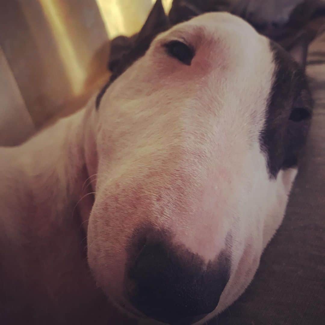 のインスタグラム：「#minituru#bull#terrier#minibullterrier#miniturubullterrier#dog#dogstagram#cute#qtaro#love#family#ミニチュア#ブルテリア#ミニチュアブルテリア#Q太郎」
