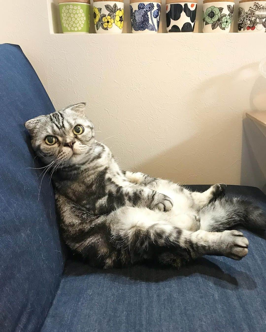 Shishi-maruのインスタグラム：「🐱ししまるが食事の間ずっと隣にいてくれました。なんて日だ😄 🐱He was sitting down next to me during a meal all the time.I am so lucky day. ーーーーーーーーーーーーー 🌺「渋ネコ ししまるさん」ねこのきもちWEB MAGAZINE にて毎週土曜日エッセイの連載中 ーーーーーーーーーーー 📕「ぷっちねこ。」「3匹のちいさな猫を召喚できたなら」「ちいさな猫を召喚できたなら」徳間書店より単行本発売中 ーーーーーーーーーーー ⭐︎ねこ漫画を描いています→@tacos_cat 🐱公式→@chiisanacat 🌺Twitter →@taco_emonemon ーーーーーーーーーーー」