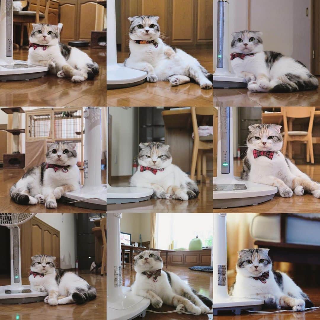 takegaeruのインスタグラム：「まりんの扇風機まつり❤️ だいたい左肘、たまに右😚  #cat #scottishfold #猫 #スコティッシュフォールド #三毛スコ友の会 #脇息」