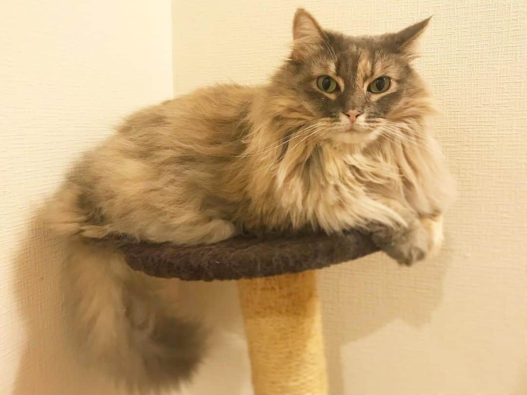 斉藤瑞季のインスタグラム：「久々マリンちゃん登場💗 キャットタワーの1番上がお気に入りなんだけど、登りすぎてだんだん傾いているような、、💦笑  #猫 #愛猫 #cat #catstagram #cats_of_world #cats_of_instagram  #猫スタグラム #ノルジャン #ノルウェージャンフォレストキャット #女の子 #norwegianforestcat #モフモフ #キャットタワー」