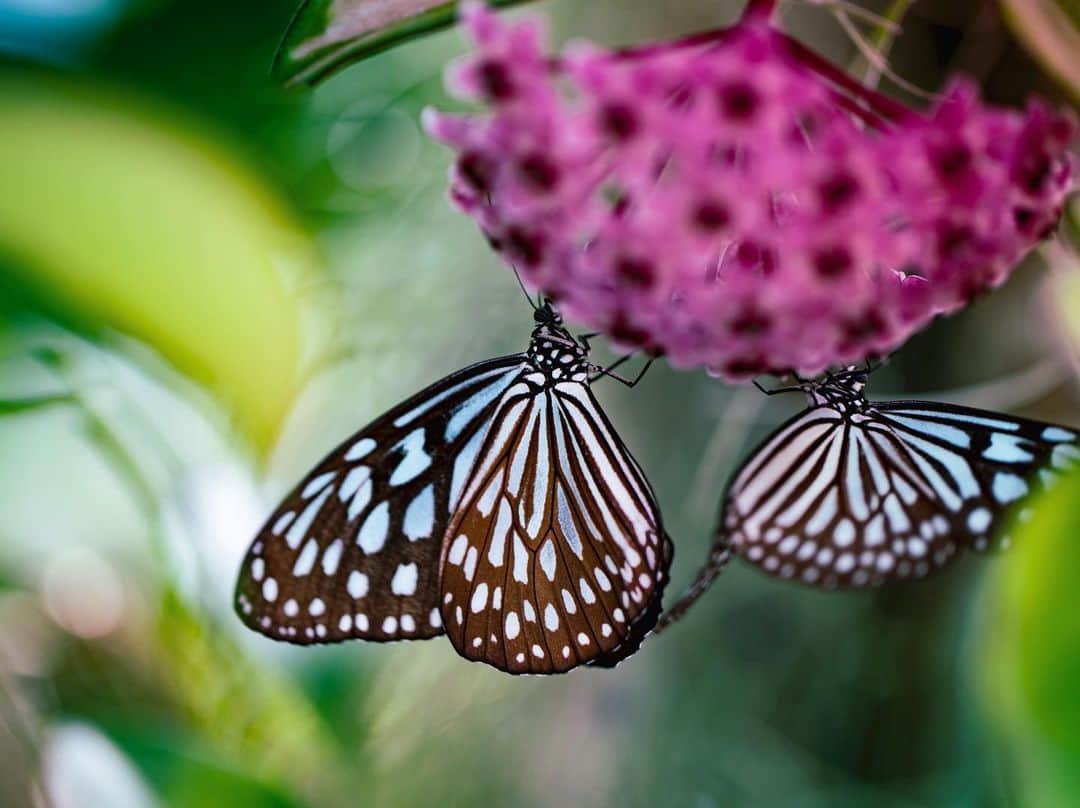 kyoko_zzzのインスタグラム：「🦋 🦋」