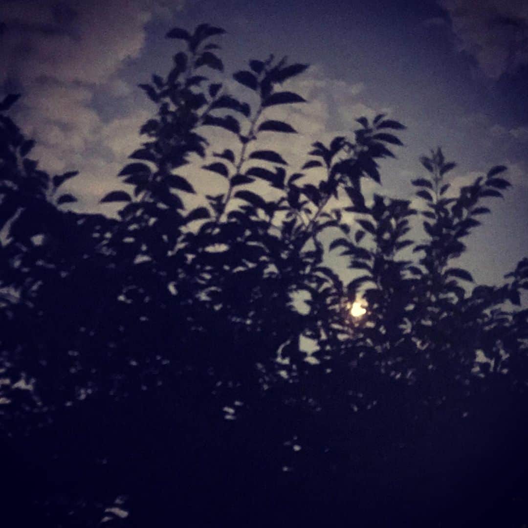 佐野史郎のインスタグラム：「月夜は久しぶりじゃ🌖」
