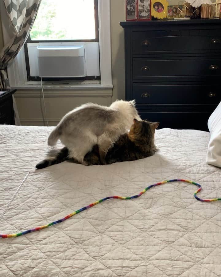 Tinaのインスタグラム：「George no funny business! 🤦🏻‍♀️😅」