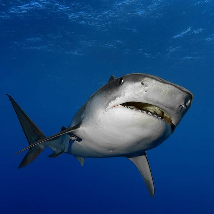 ナショナルジオグラフィックのインスタグラム